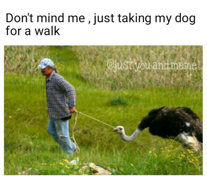 meme stream - taking my dog for a walk meme - Don't mind me , just taking my dog for a walk .you and meme