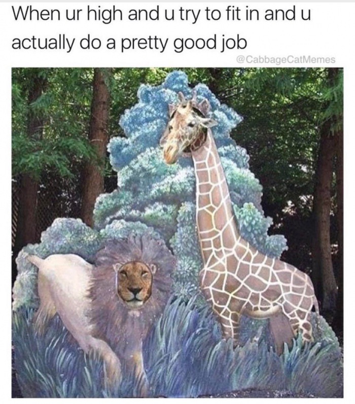 memes - lion and giraffe joke - When ur high and u try to fit in and u actually do a pretty good job