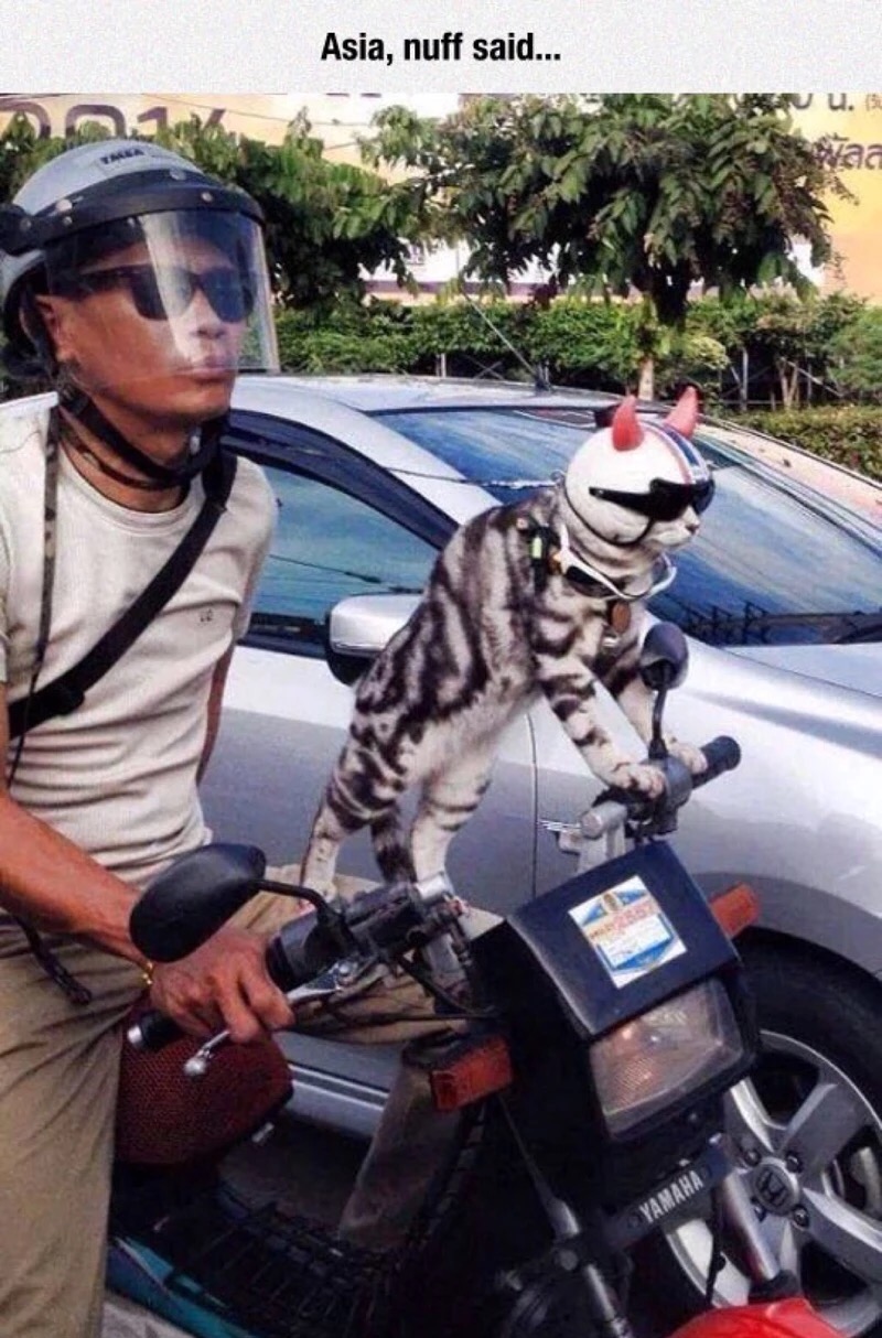 cat riding motorcycle - Asia, nuff said... U.