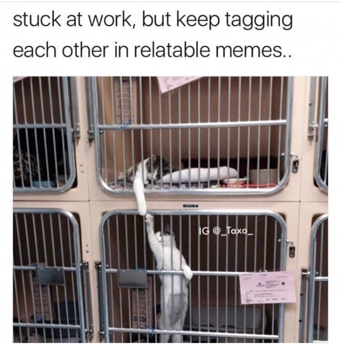cats reaching for each other - stuck at work, but keep tagging each other in relatable memes.. Ig