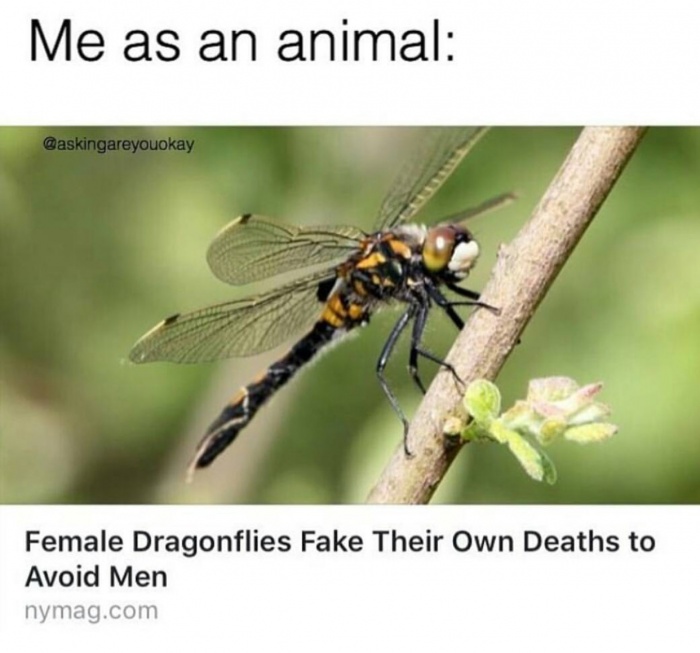 meme stream - female dragonfly - Me as an animal Female Dragonflies Fake Their Own Deaths to Avoid Men nymag.com