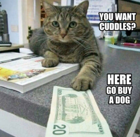 memes - funny cat money - You Want Cuddles? Here Go Buy 20. A Dog O .