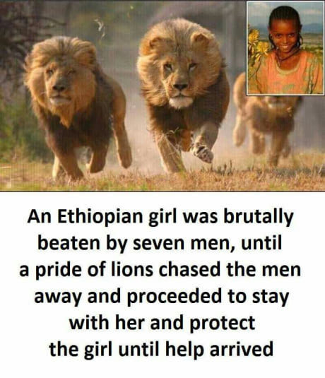 memes - lions running - An Ethiopian girl was brutally beaten by seven men, until a pride of lions chased the men away and proceeded to stay with her and protect the girl until help arrived