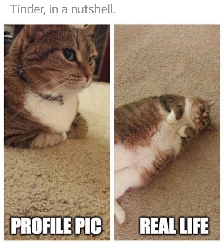 memes - funny cat profile - Tinder, in a nutshell. Profile Pic Real Life