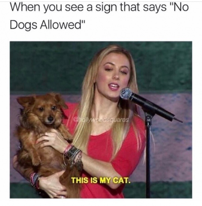 meme - Meme - When you see a sign that says "No Dogs Allowed" This Is My Cat.
