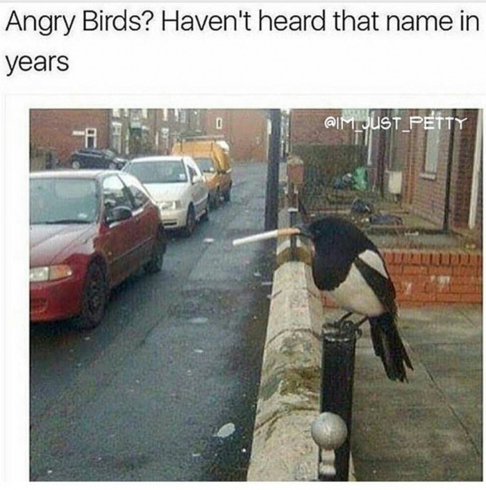 meme - magpie with cigarette - Angry Birds? Haven't heard that name in years