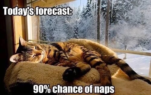 cat nap meme - Today's forecast 90% chance of naps