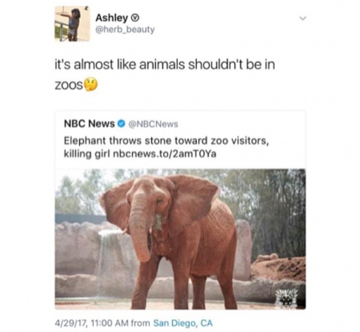 Ashley it's almost animals shouldn't be in zoos Nbc News Elephant throws stone toward zoo visitors, killing girl nbcnews.to2amToYa 42917, from San Diego, Ca