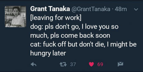 memes - funniest memes 2017 may - Grant Tanaka Tanaka 48mv leaving for work dog pls don't go, I love you so much, pls come back soon cat fuck off but don't die, I might be hungry later 737 69