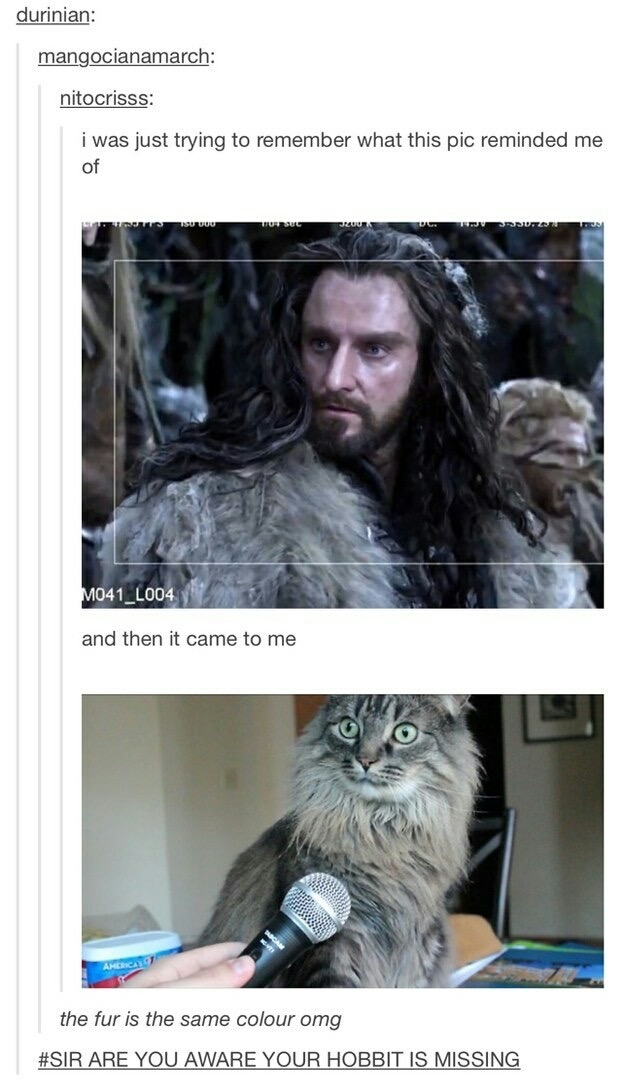 hobbit memes - durinian mangocianamarch nitocrisss i was just trying to remember what this pic reminded me 10 00 Usc Derslu MO41_L004 and then it came to me the fur is the same colour omg Are You Aware Your Hobbit Is Missing