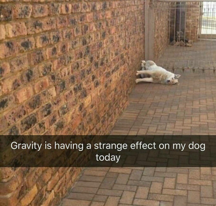 gravity dog - Gravity is having a strange effect on my dog, today