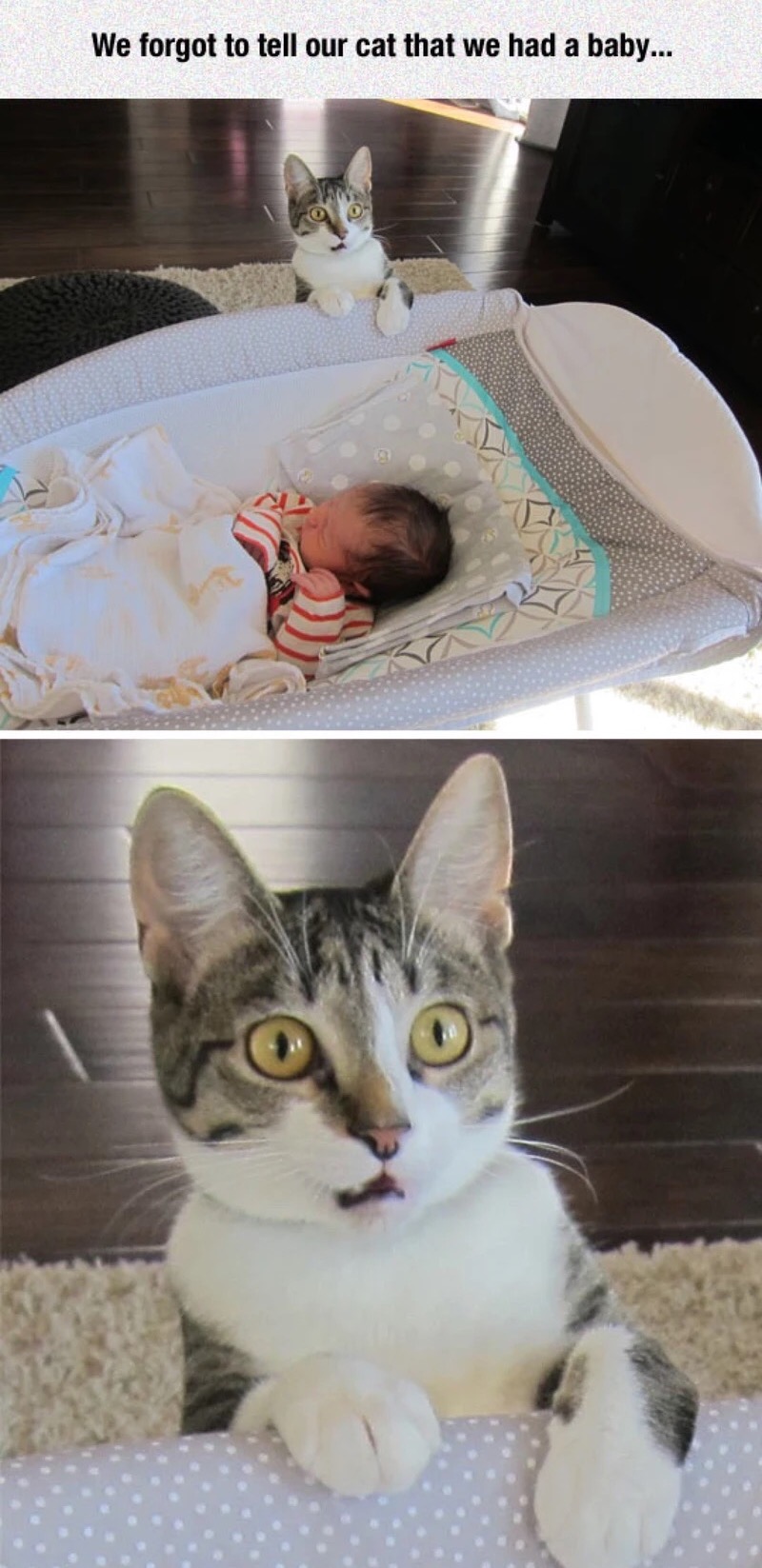 we forgot to tell the cat - We forgot to tell our cat that we had a baby...