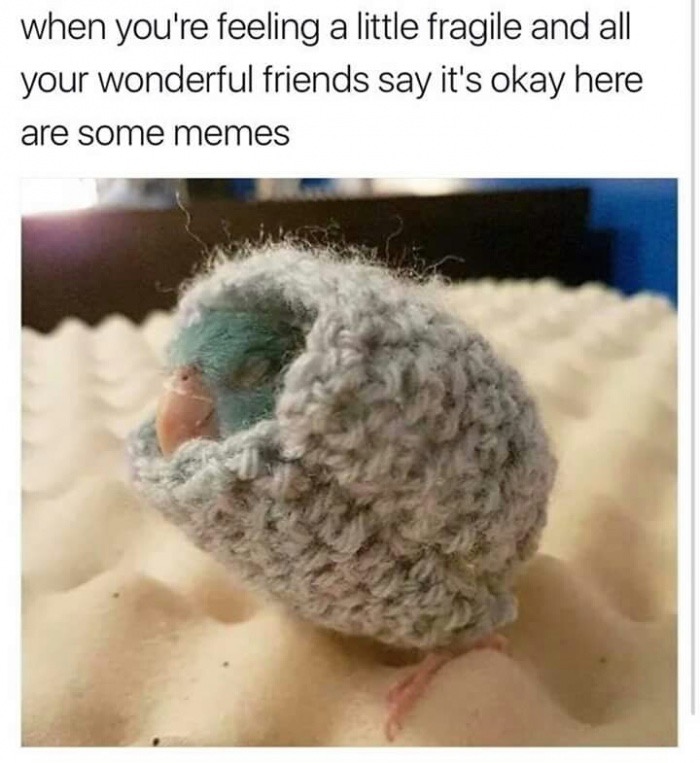 feel good memes - when you're feeling a little fragile and all your wonderful friends say it's okay here are some memes