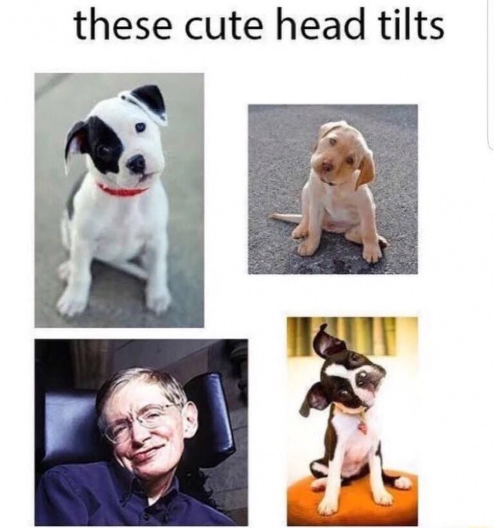 cute head tilts meme - these cute head tilts