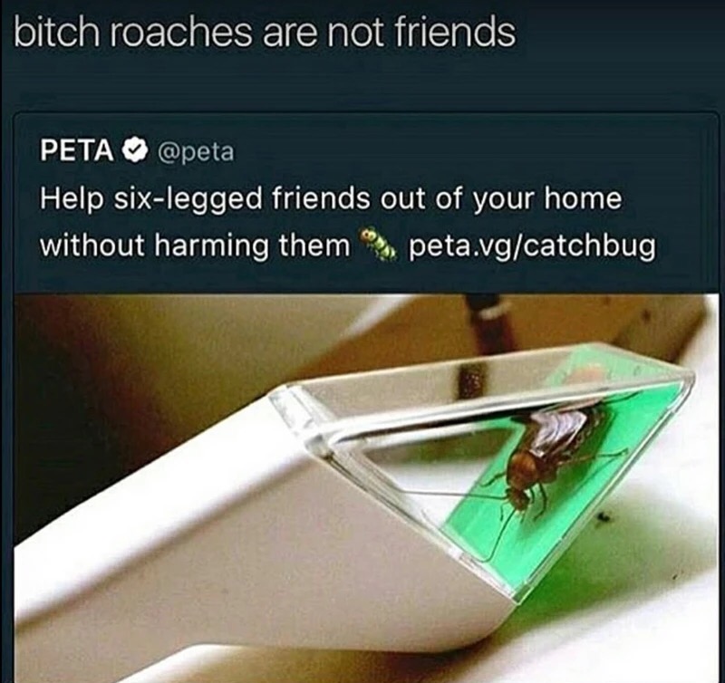 meme stream - peta roaches - bitch roaches are not friends Peta Help sixlegged friends out of your home without harming them peta.vgcatchbug