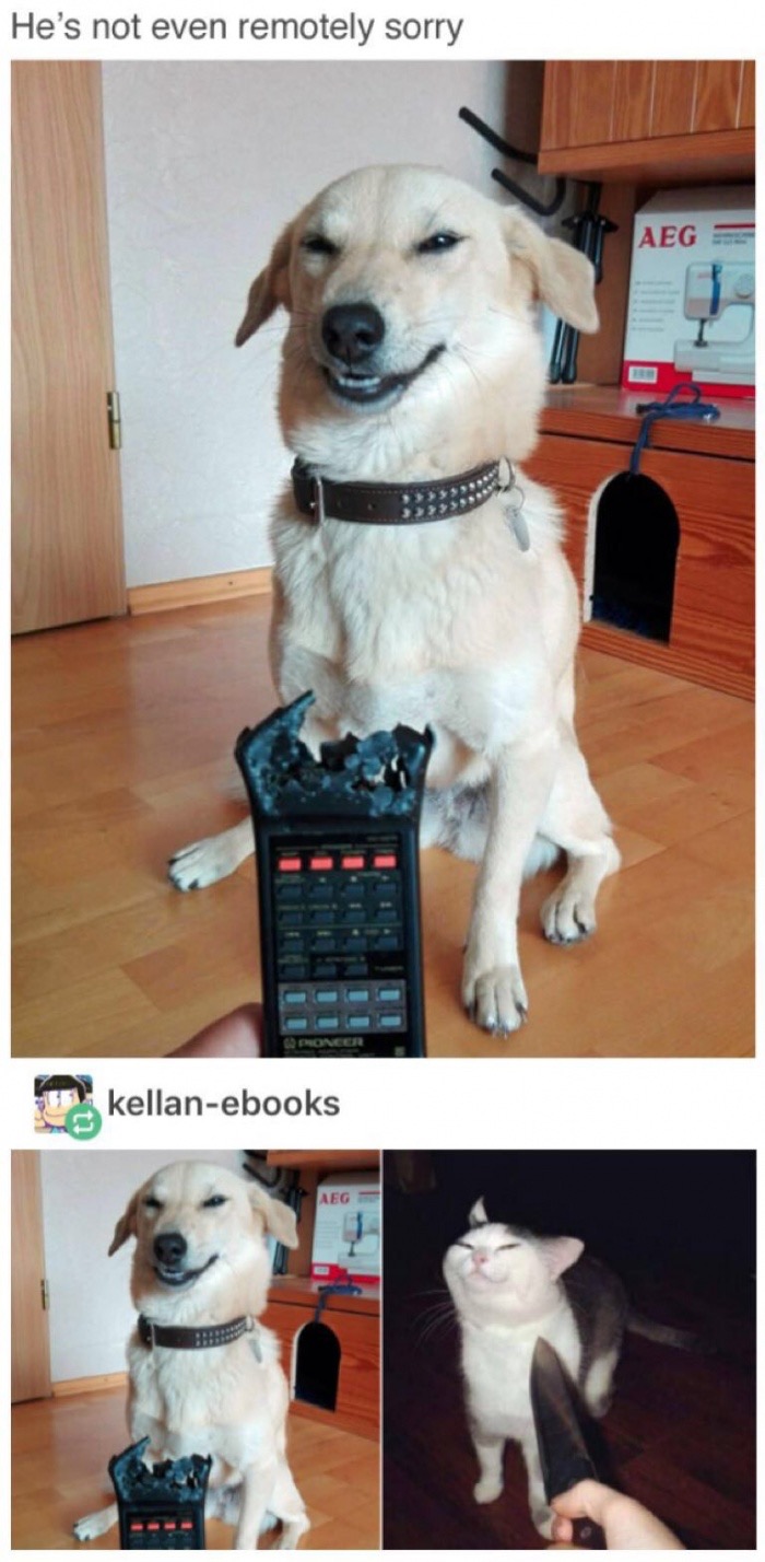 meme stream - he's not even remotely sorry - He's not even remotely sorry Aeg kellanebooks Aeg