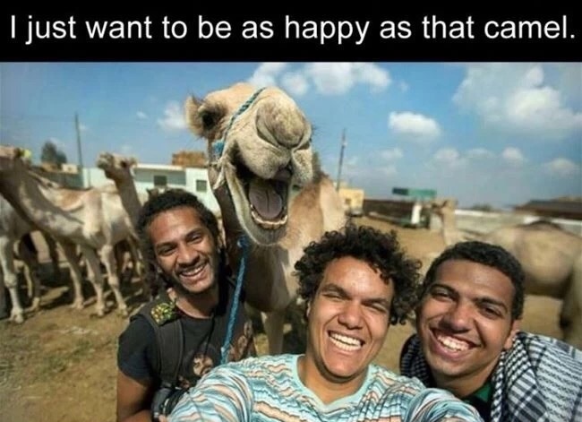 meme stream - smiling camel selfie - I just want to be as happy as that camel.