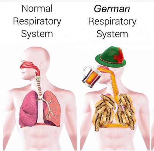 respiratory system body - Normal Respiratory System German Respiratory System