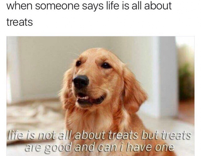 meme stream - motivational dog - when someone says life is all about treats life is not all about treats but treats are good and can i have one