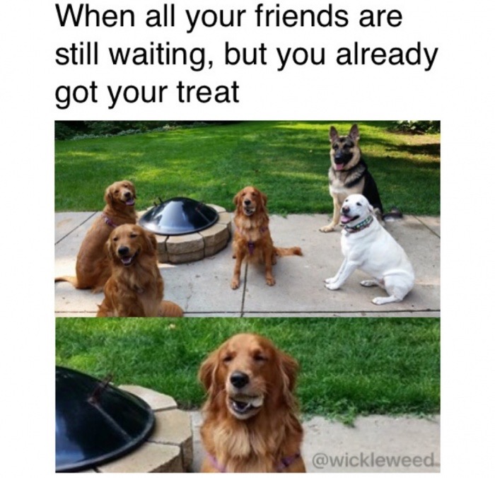 Funny dogs and one has his treat already.