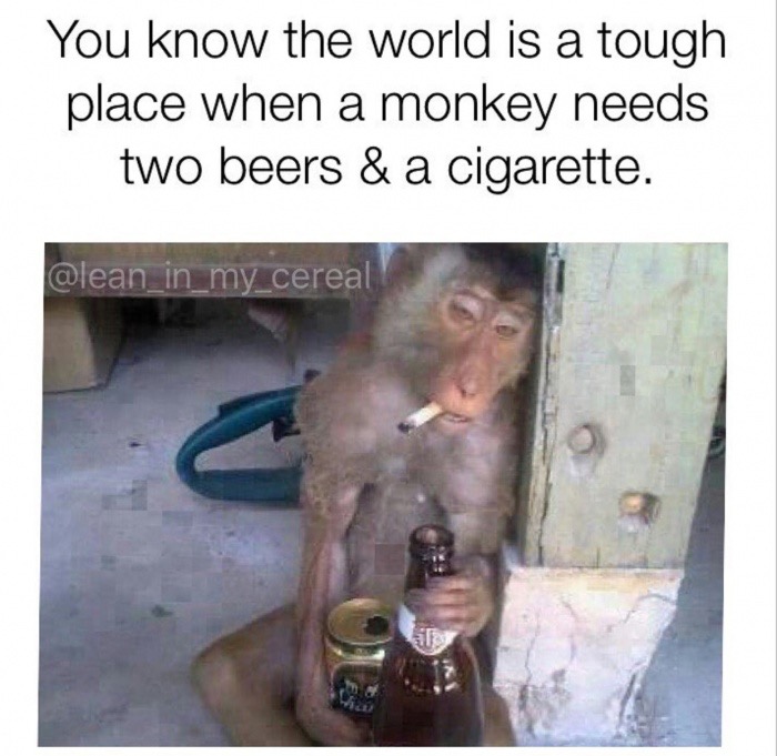 Funny picture of a monkey with a cigarette and two beers.