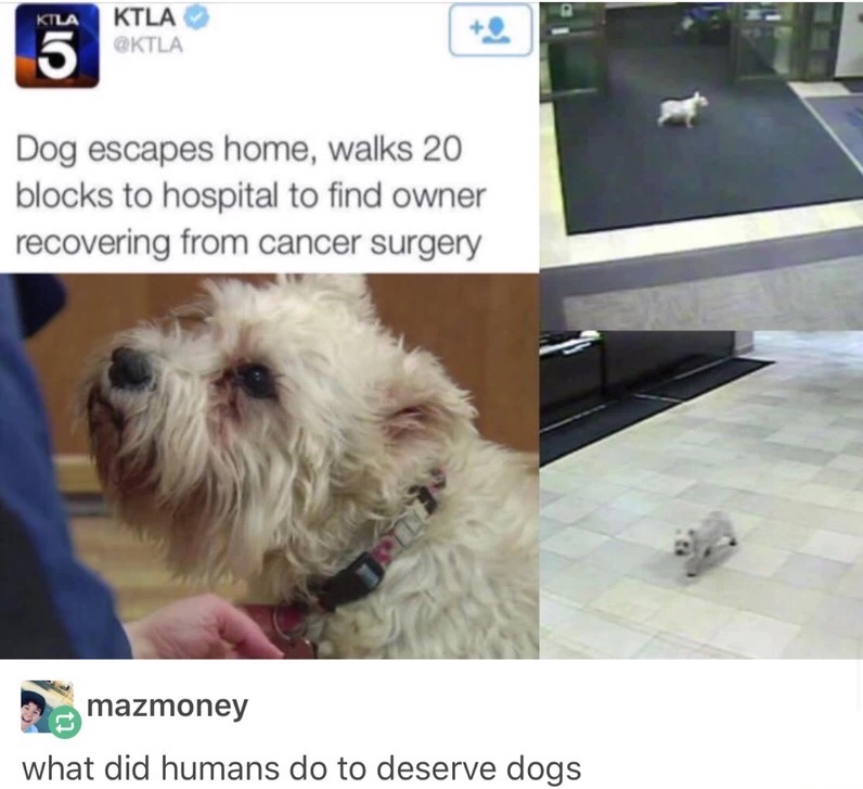 did humans do to deserve dogs - Ktla Ktla Dog escapes home, walks 20 blocks to hospital to find owner recovering from cancer surgery mazmoney what did humans do to deserve dogs