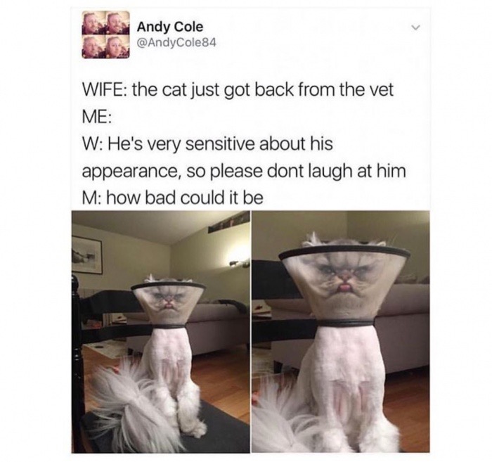 shoulder - Andy Cole Cole84 Wife the cat just got back from the vet Me W He's very sensitive about his appearance, so please dont laugh at him M how bad could it be