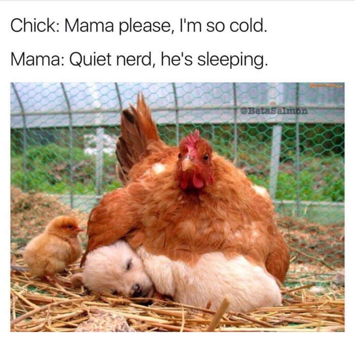 Funny picture of a chicken sitting on a puppy, with a captione joking that the little chick wants help, but chicken calls him a nerd.