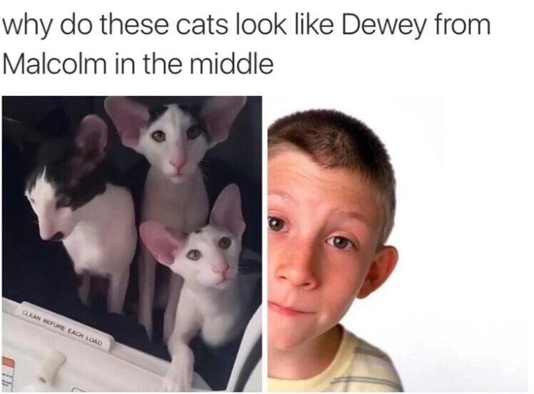 Funny cats that look like Dewey from Malcolm in the Middle.