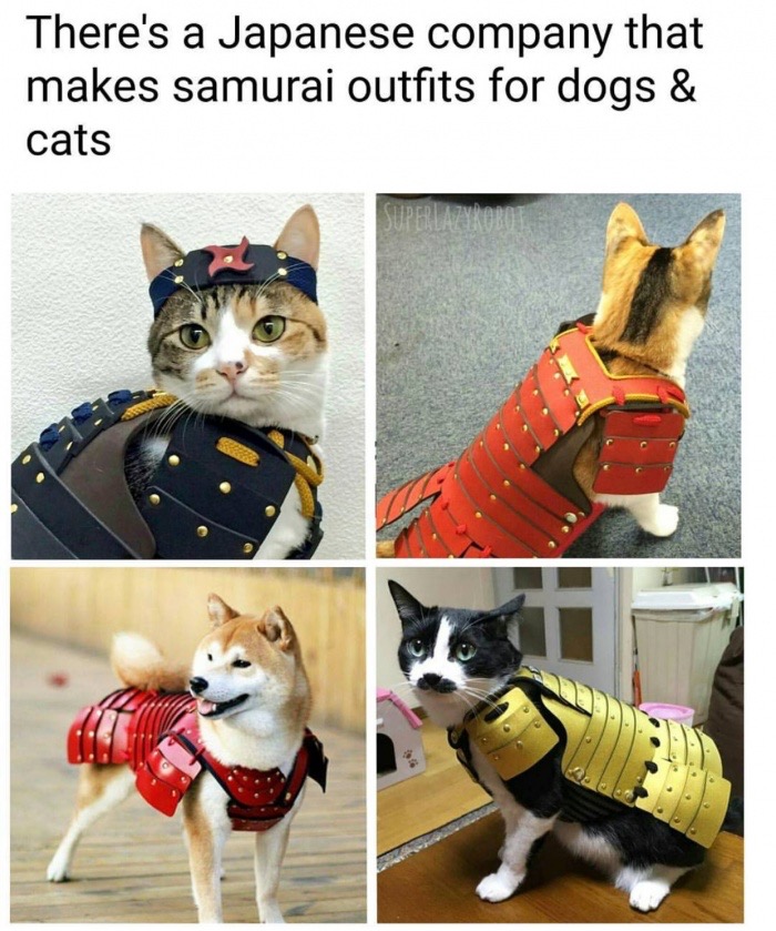 Japanese samurai outfits for dogs and cats