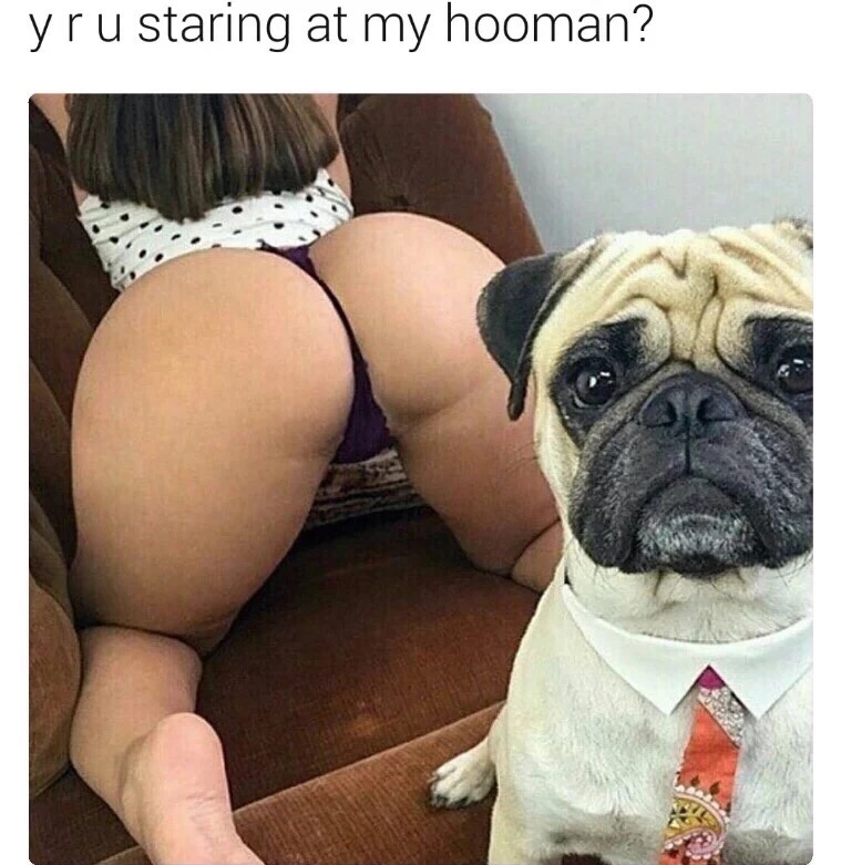 meme stream - pug - yru staring at my hooman?