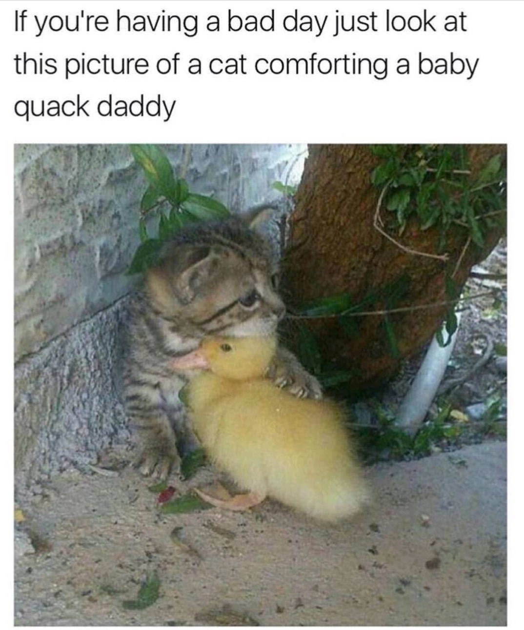 meme stream - if you re having a bad day meme - If you're having a bad day just look at this picture of a cat comforting a baby quack daddy