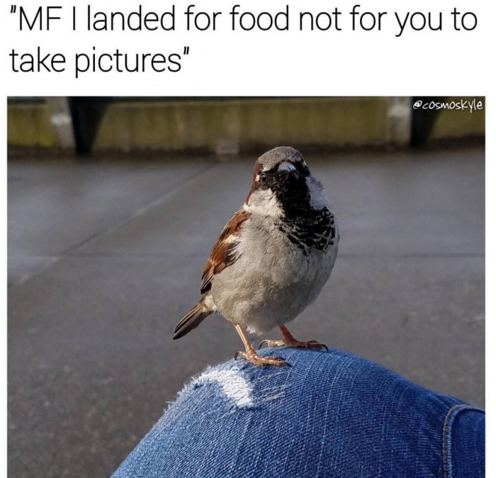 meme stream - beak - "Mf I landed for food not for you to take pictures"