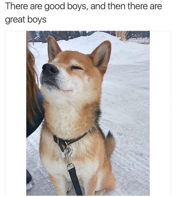 meme stream - heckin boy - There are good boys, and then there are great boys