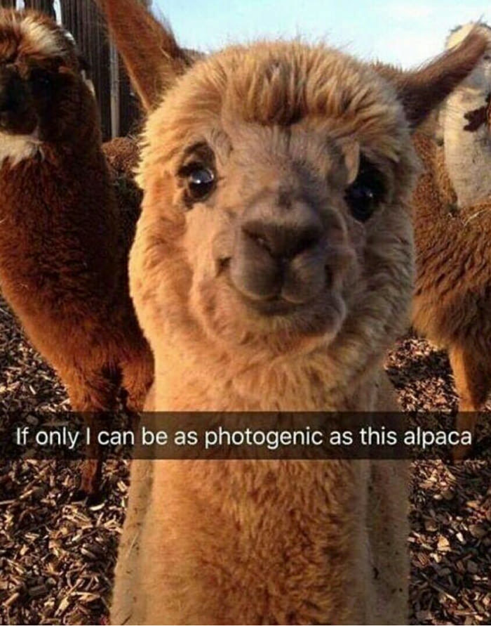 memes - happy alpaca - If only I can be as photogenic as this alpaca