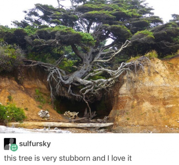 memes - kalaloch - sulfursky this tree is very stubborn and I love it