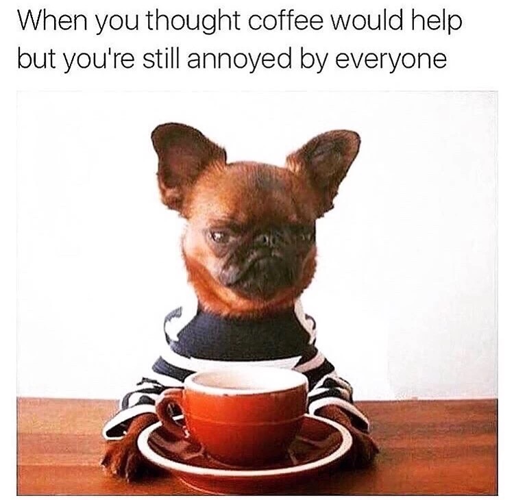 Annoyed dog drinking coffee