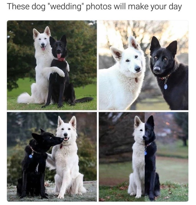 Pics of dog wedding that are just adorable.
