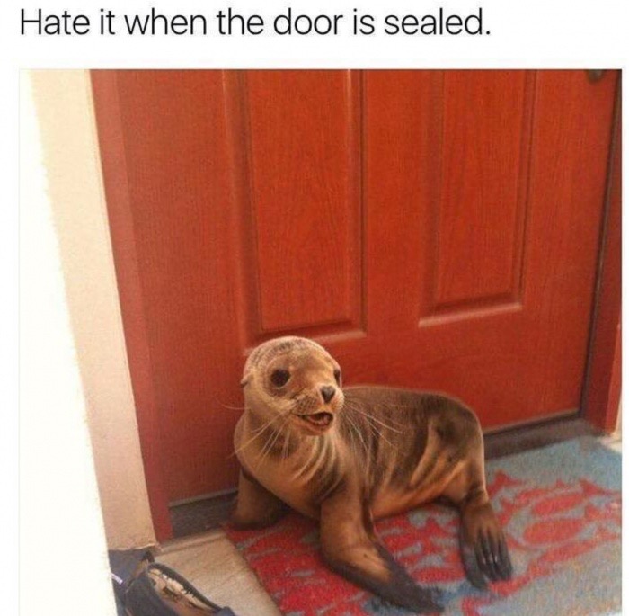 Seal by a door.