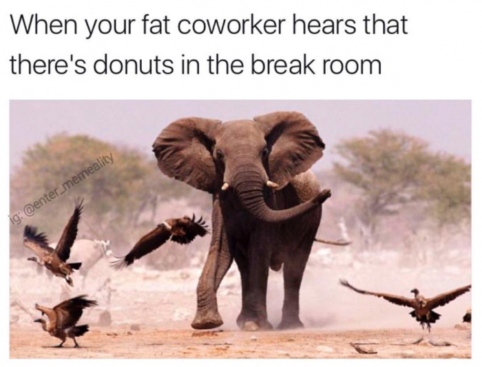 meme stream - nature and animal - When your fat coworker hears that there's donuts in the break room ig