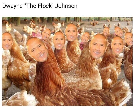dwayne the ___ johnson memes - Dwayne "The Flock" Johnson Flow