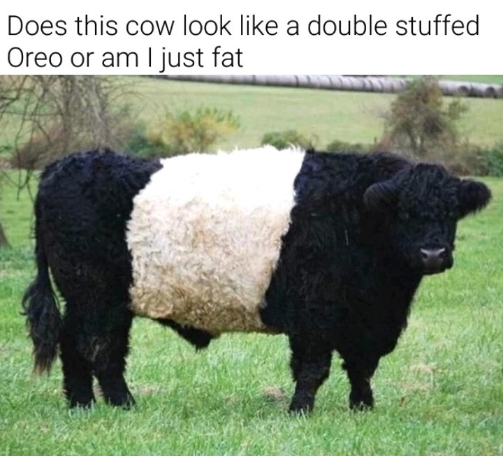 Cow that looks like a double stuffed Oreo cookie