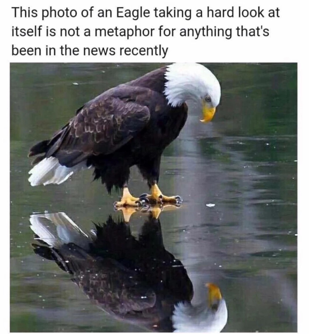 Eagle staring at its own reflection that is not a metaphor for anything.