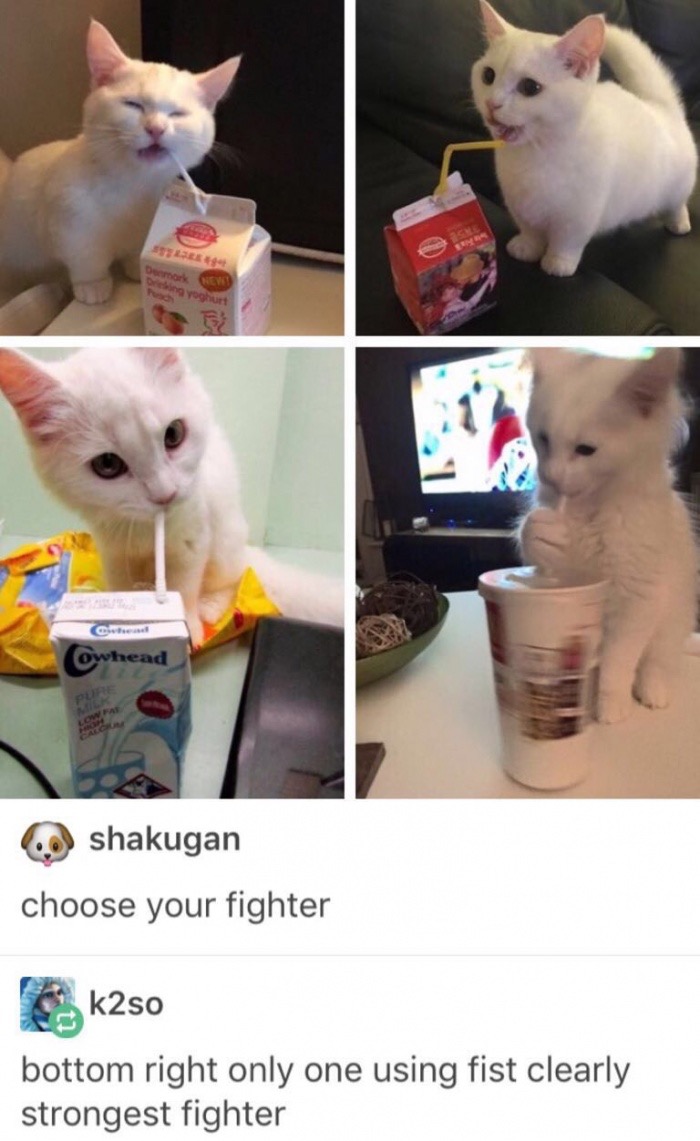 meme stream - kitten drinking from straw - Nevo Cud owhead shakugan choose your fighter k250 bottom right only one using fist clearly strongest fighter