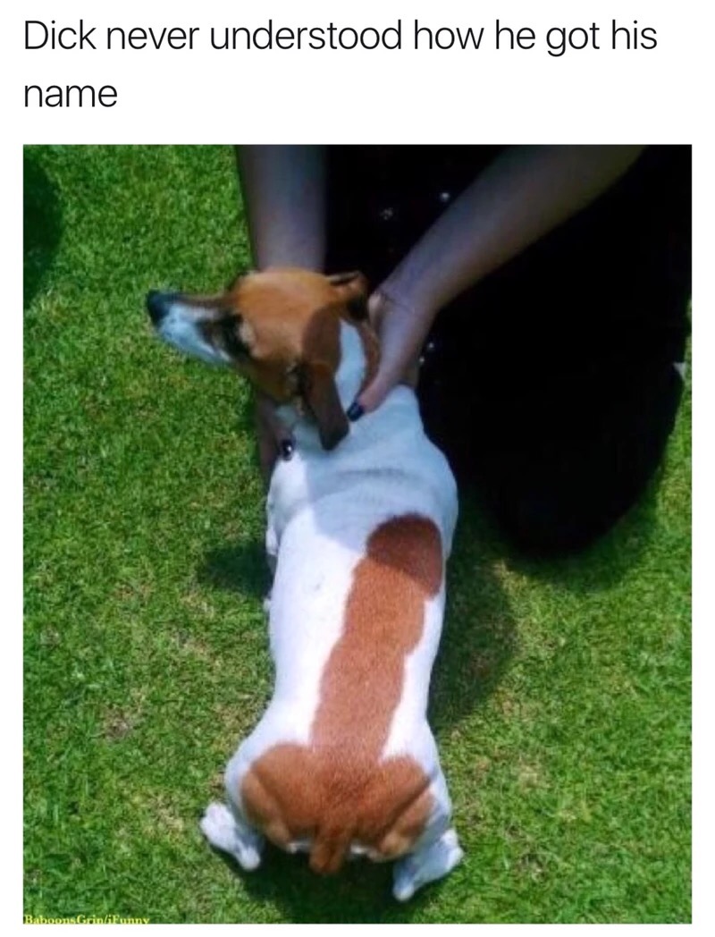 Funny meme of a dog that is called Dick who has a huge one shaped into the pattern of his fur.