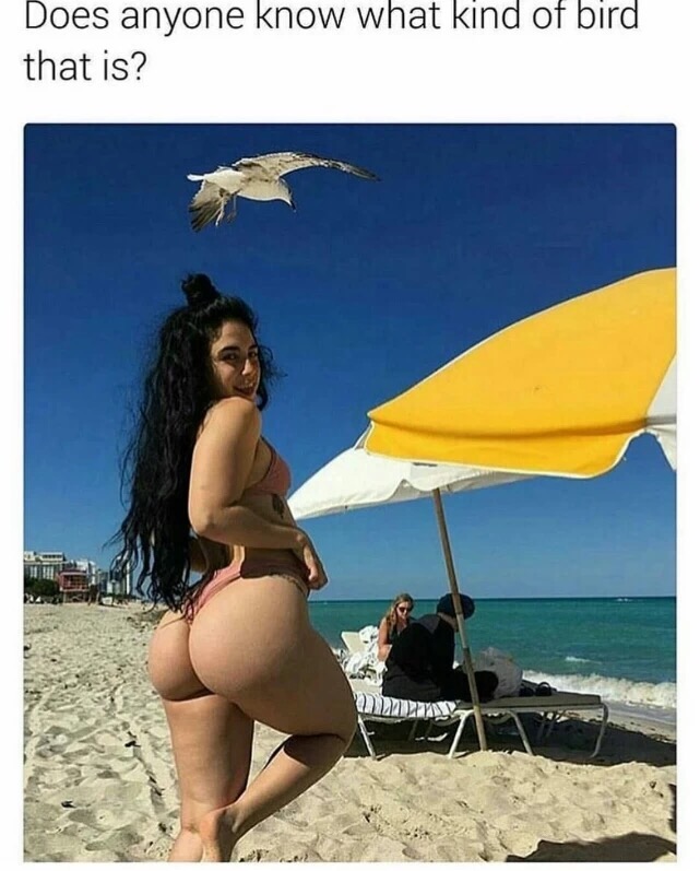 Girl posing showing her ass with comment ignoring her and asking about what kind of bird that is.