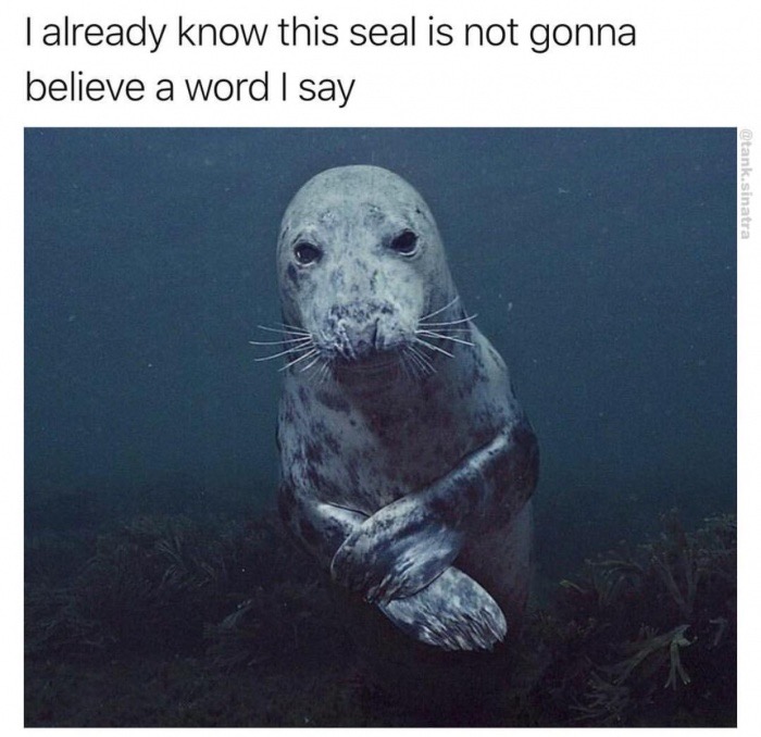 brian skerry gray seal - Talready know this seal is not gonna believe a word I say sinatra