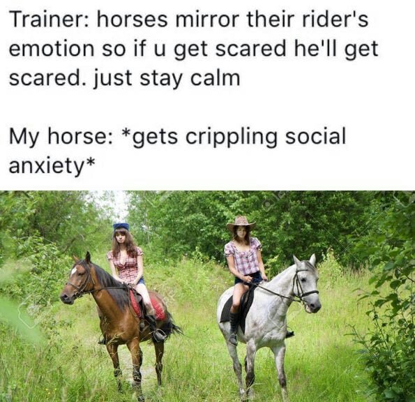 anxiety horse meme - Trainer horses mirror their rider's emotion so if u get scared he'll get scared. just stay calm My horse gets crippling social anxiety