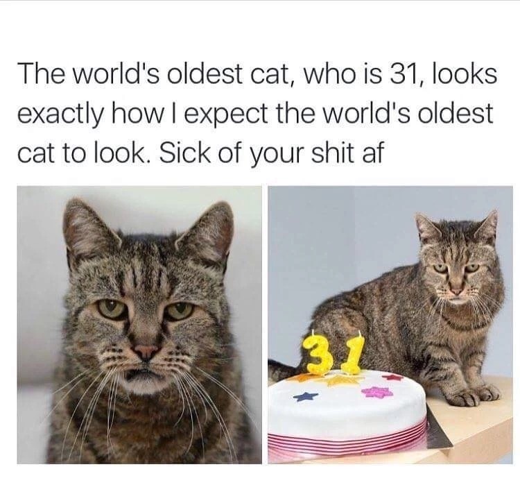 world's oldest cat meme - The world's oldest cat, who is 31, looks exactly how I expect the world's oldest cat to look. Sick of your shit af