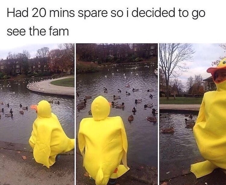 Funny meme of woman dressed as a duck looking at the ducks in the park.